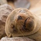 Cape Fur Seals Quion Point Cape Fur Seals Quion Point